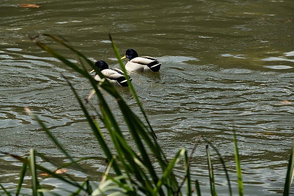 20220118 a 22,201190,Lovely Couple ,c