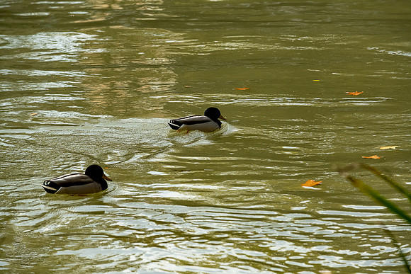 20220117 a 12,201206,Companions ,c