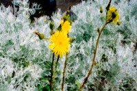 April Flower