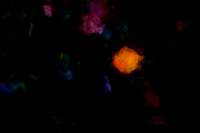 My Flowers