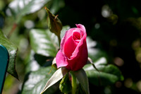 Giardino delle Rose LS di Roma 2024