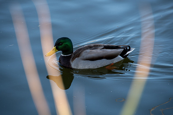 20220315 a 21,200306,A Duck ,c