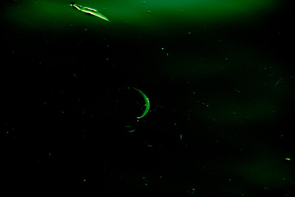 p,20220208 a 25,186293,Green Moments ,m