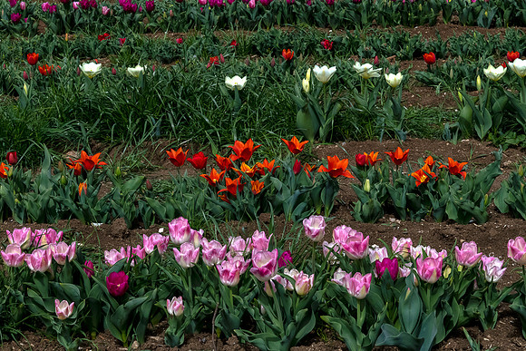 20221124 aa 41,202951,Lovely Colors ,c