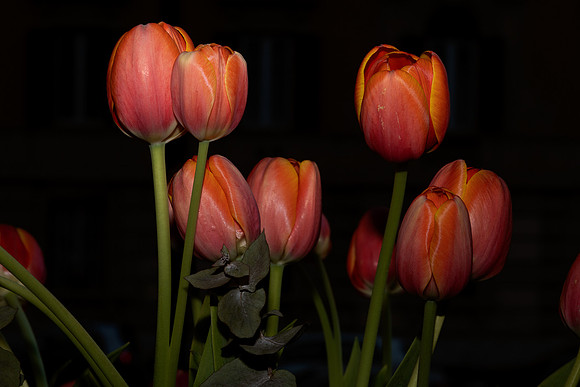 20221125 aa 52,204194,Lovely Tulips ,c