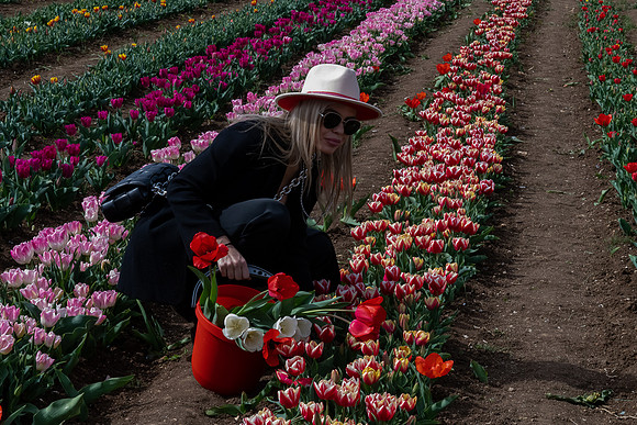 p,20221123 aa 31,202920,Lady of Tulips ,c