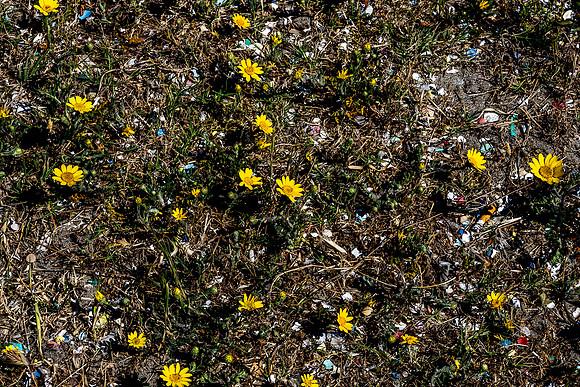 20221206 aa 22,203533,Little Yellow Daisies ,c