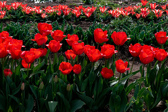 20230117 aa 22,202906,Tulips ,c