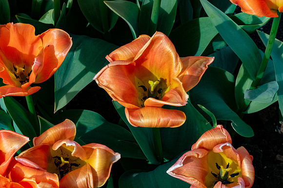 20230118 aa 31,202908,Orange Tulips ,c