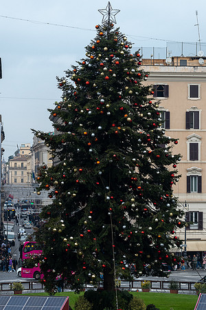 20230119 aa 41,221366,Yesterday Tree ,c