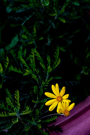 20230120 aa 51,221275,Little Sun ,c