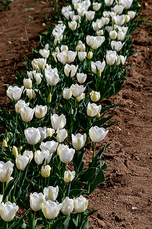 20230125 aa 31,202996,Column of Lovely Tulips ,c