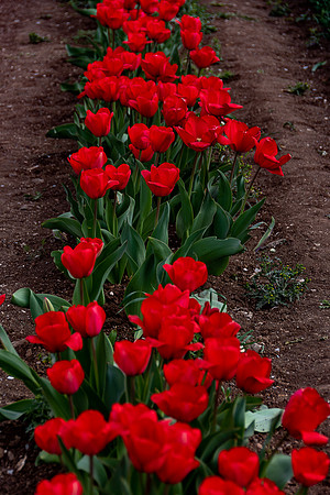 20230127 aa 51,203015,Red Tulips ,c