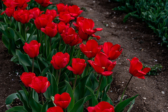 20230127 aa 52,203016,Dear Red Tulips ,c