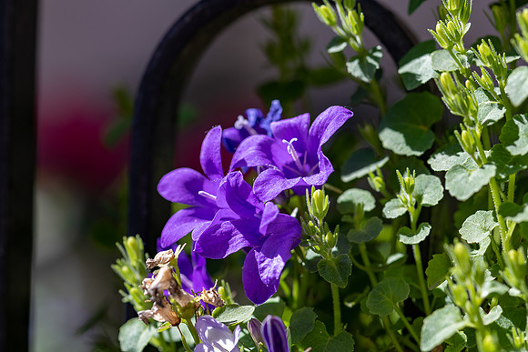 20230210 aa 51,204218,Circle and Flowers ,c