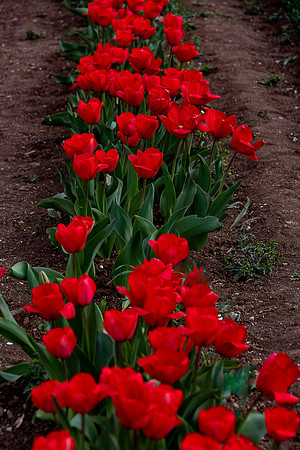 p,20230127 aa 51,203015,Red Tulips ,c