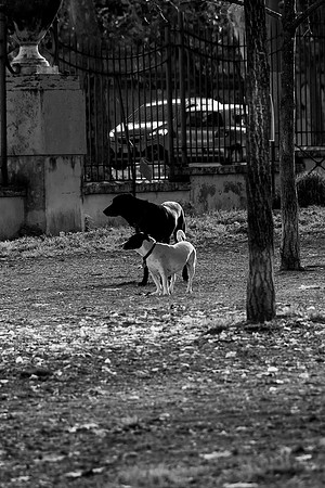 p,20230124 aa 23,221206,Black and White ,b