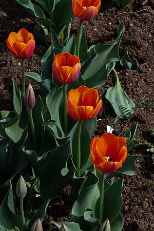p,20230118 aa 32,202915,More Tulips ,c