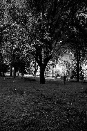 p,20230116 aa 14,221187,Trees ,b