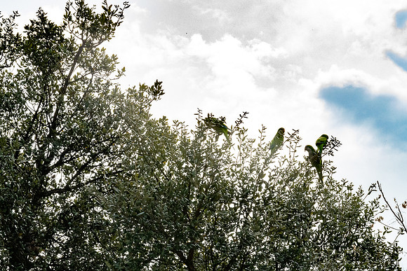 20230227 aa 11,202952,Dear Parroquets ,c