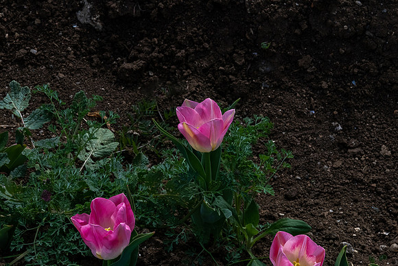 20230227 aa 12,202946,Lovely Tulips ,c