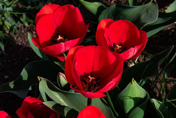 20230228 aa 22,202978,Red Tulips ,c