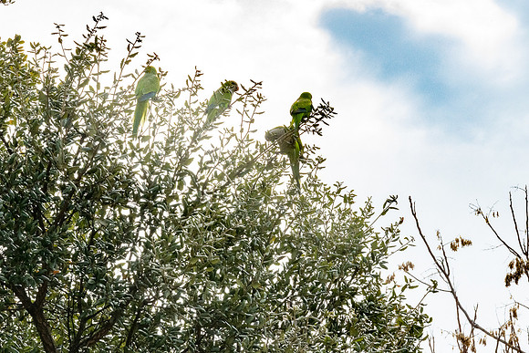 20230301 aa 31,202958,Parroquets Talkings ,c
