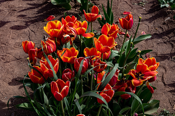 20230301 aa 32,202981,Many Fantastic Tulips ,c
