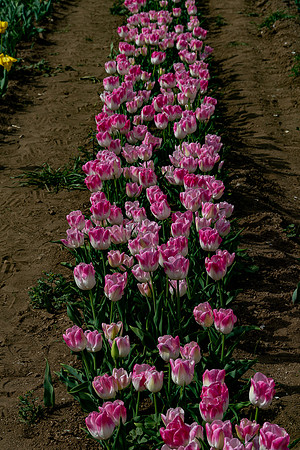 20230302 aa 41,202994,Tulips Long Line ,c