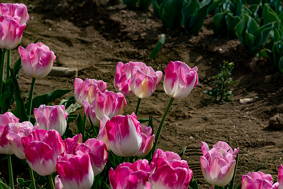 20230302 aa 42,202995,Gentle Tulips ,c
