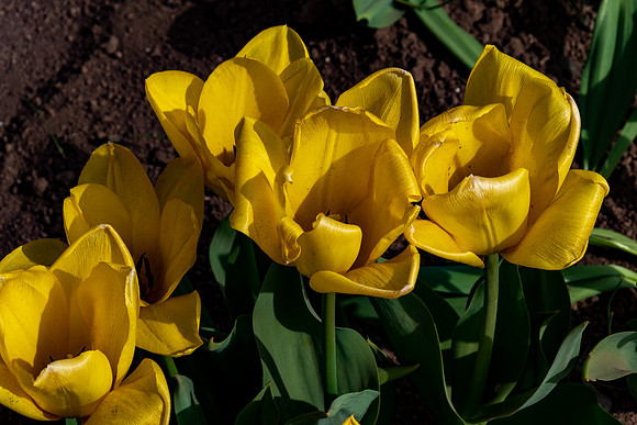 20230303 aa 51,202986,Yellow Tulips ,c
