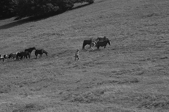 The Man of the Horses