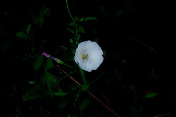 20220304 a 52,186046,White Campanula ,c