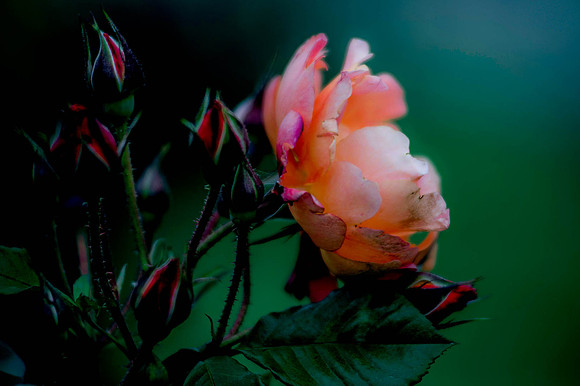 Margareth