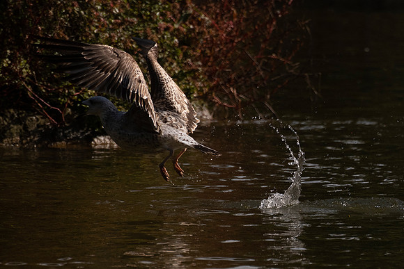 p,20211216 a 41,201871,Daily Life in the Little Lake (7) ,c