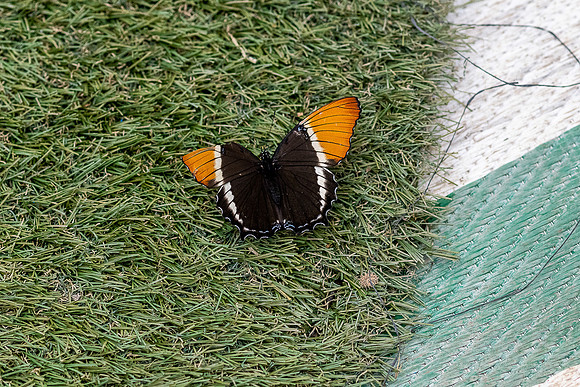 20220509 a 12,202883,Modern Butterfly ,c