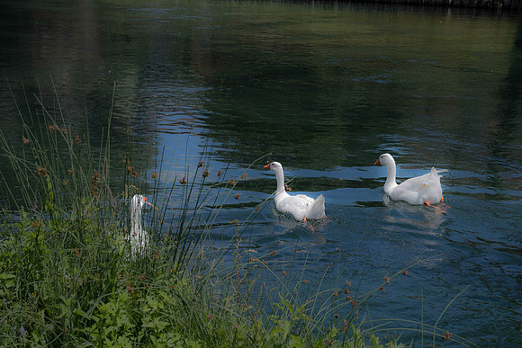 Geese over the River