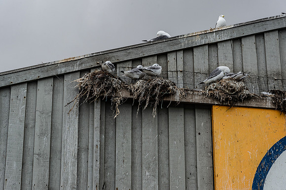 20230309 aa 42,125879,Where Seagulls Sleep ,c