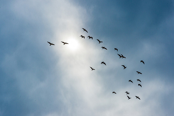 20230310 aa 51,125933,Bye Bye Birds ,c