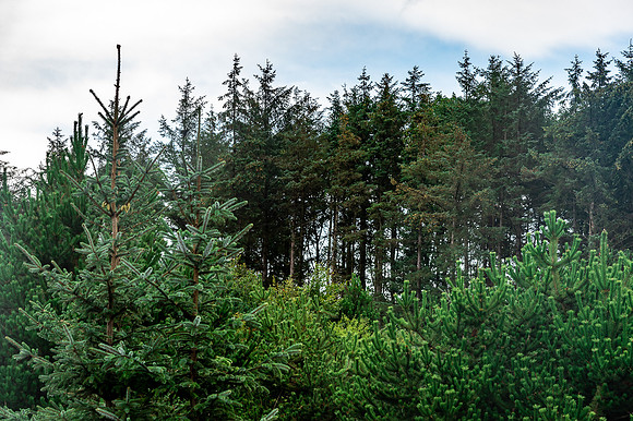 20230310 aa 52,125901,Lovely Trees ,c