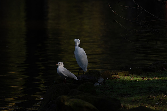 20230329 aa 32,202109,Two Birds ,c