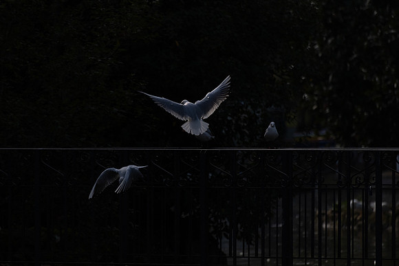 20230331 aa 51,202001,Wings ,c