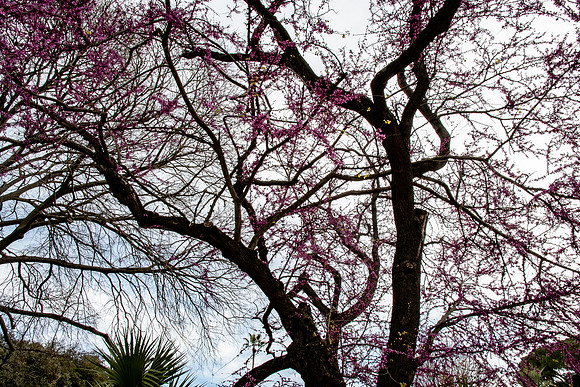 20230411 aa 22,223126,Spring is Here ,c