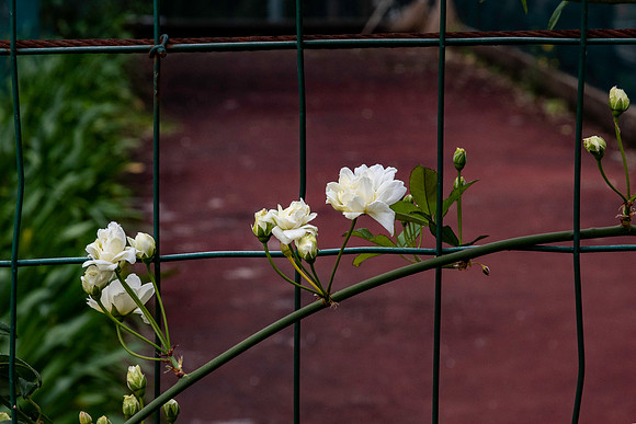 20230414 aa 51,223205,Lovely White Roses ,c