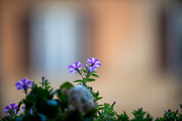 20230417 aa 12,208128,My Lovely Tiny Flowers 208128 ,c