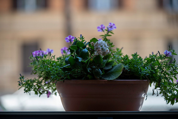 20230419 aa 32,208134,My Lovely Tiny Flowers 208134 ,c