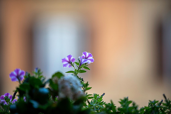20230420 aa 41,208147,My Lovely Tiny Flowers 208147 ,c