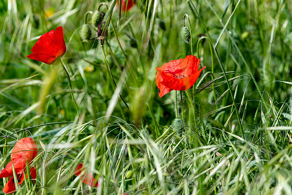 20230523 aa 22,225072,Poppies ,c