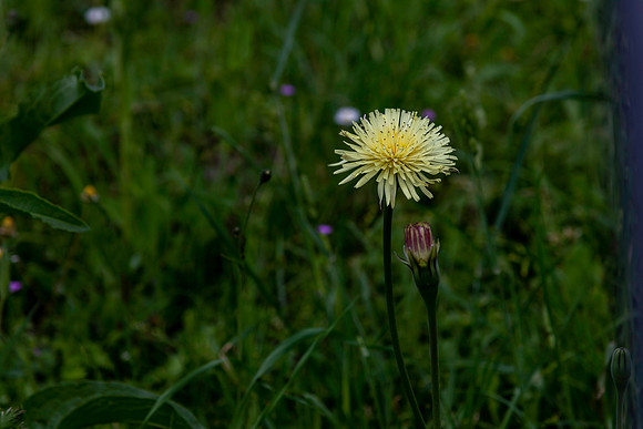 20230526 aa 52,255580,That Yellow One ,c