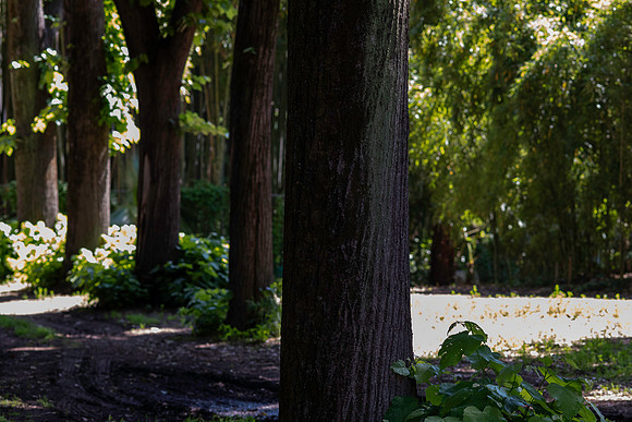 20230620 aa 22,256710,Trees ,c